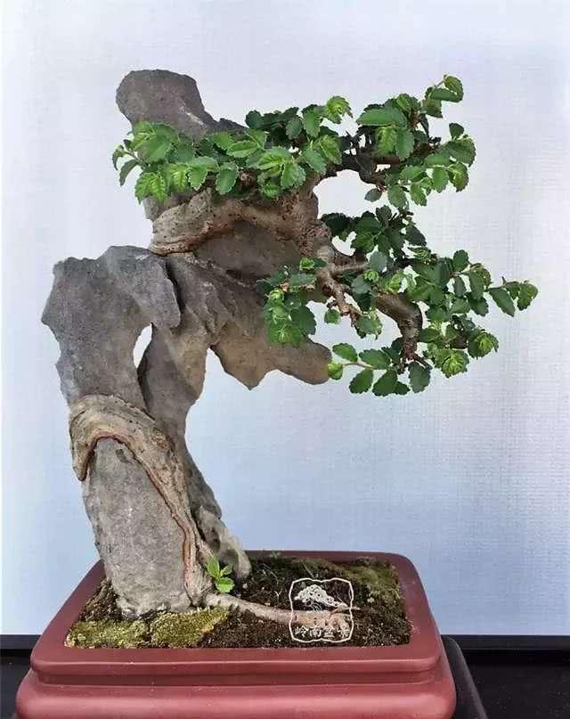以上为香港盆景前辈黄基棉先生的附石式作品在制作附石盆景时,一般