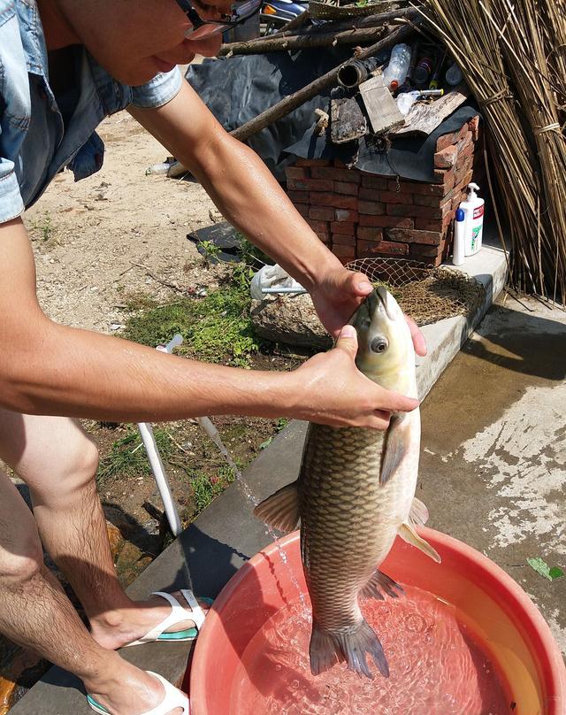 美食特搜信宜农家凼仔鱼