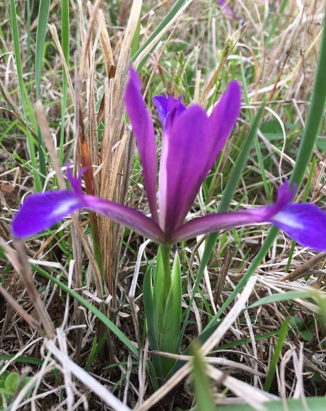 蒲公英|野草|艾草_新浪新闻