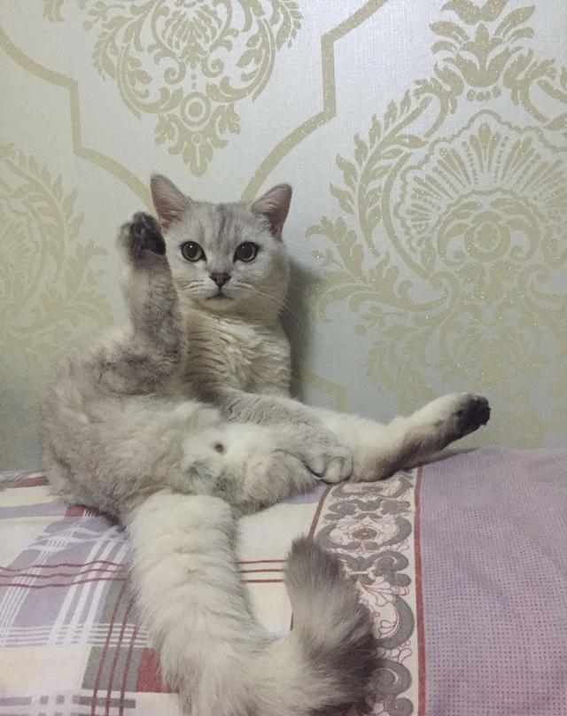 家养公猫配种流程及注意事项