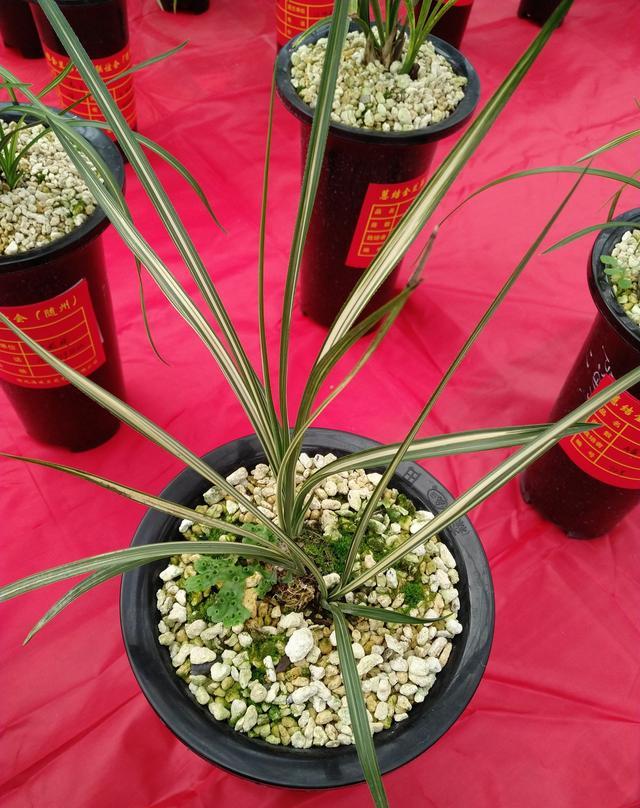 湖北随州第八届蕙结金兰联谊会精品兰花欣赏