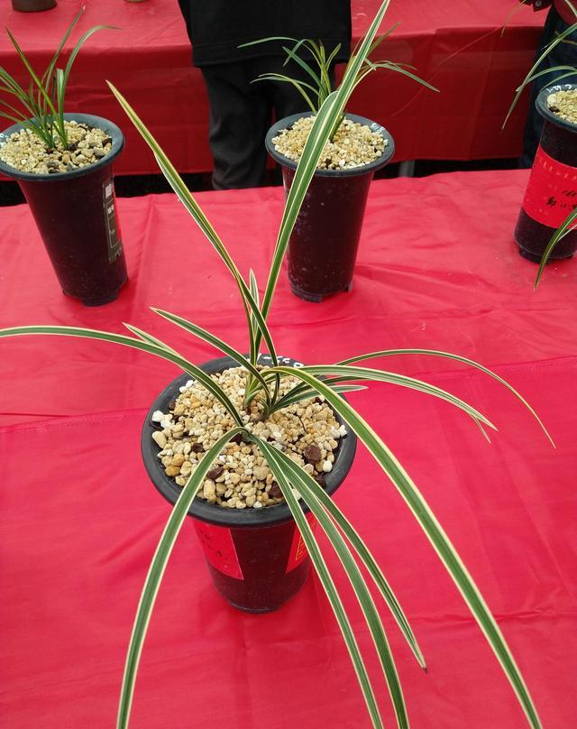 湖北随州第八届蕙结金兰联谊会精品兰花欣赏