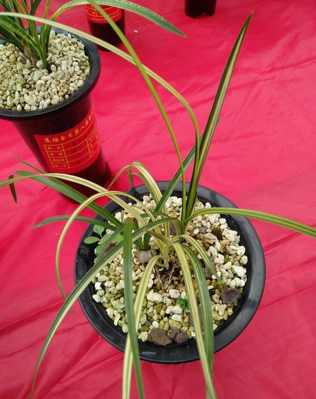 湖北随州第八届蕙结金兰联谊会精品兰花欣赏