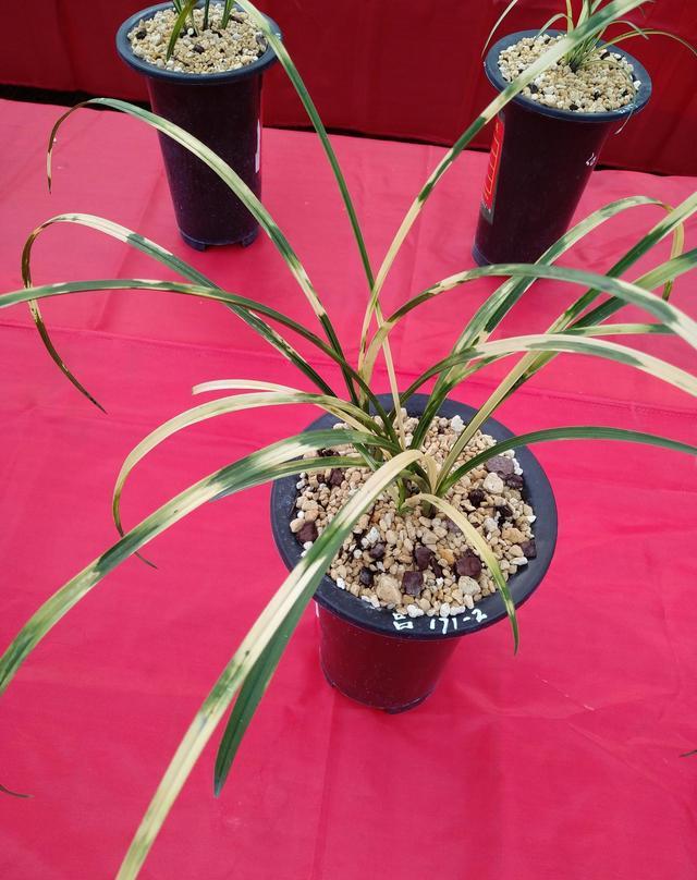 湖北随州第八届蕙结金兰联谊会精品兰花欣赏