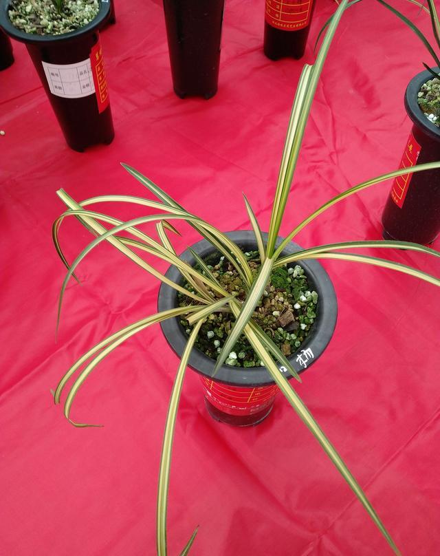 湖北随州第八届蕙结金兰联谊会精品兰花欣赏