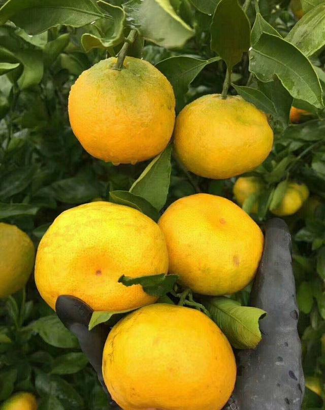 城固蜜桔维生素c类丰富,健脾开胃,自家种植