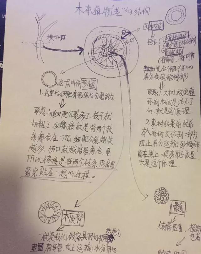 养花“一通百通”之木本茎部构造，妈妈再也不担心我嫁接不活了！