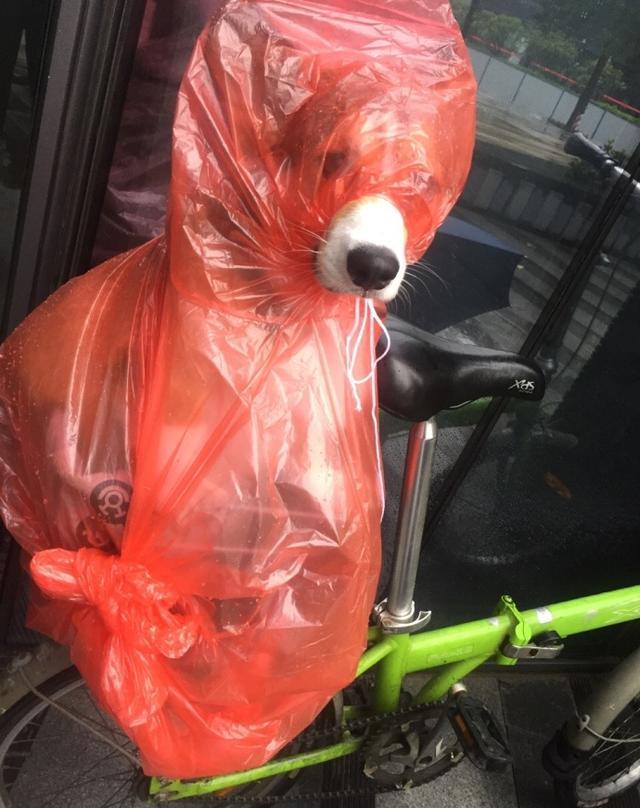 网友说她在公司楼下看到一只狗在避雨,仔细看,简直笑到扶墙走!