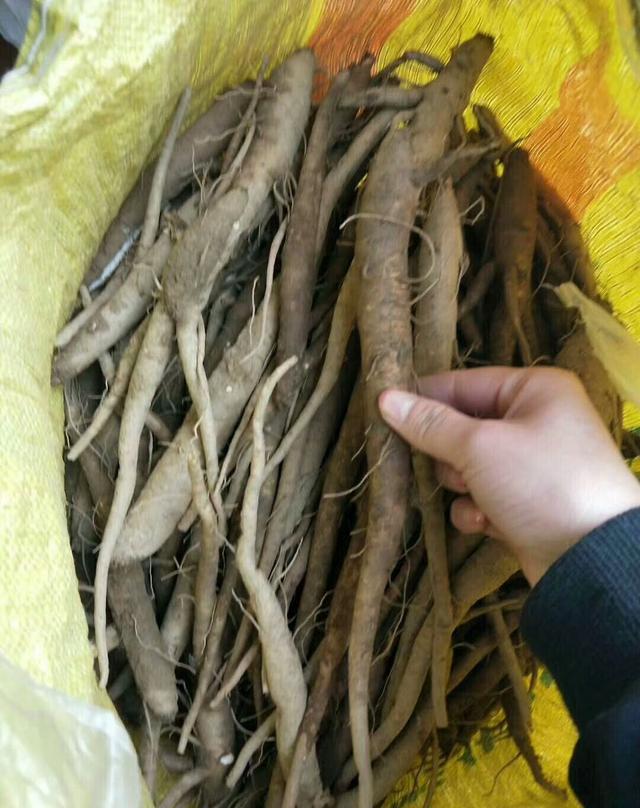 现挖野生当归,冬季进补美食