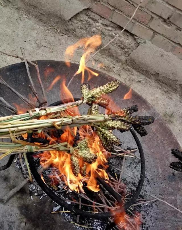 烧嫩麦穗|童时舌尖上的美味