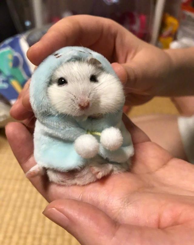 一网友给家里小仓鼠做的衣服,穿上后本鼠就是