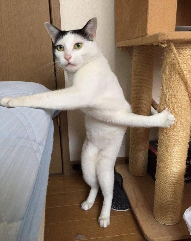 这些被主人恶搞过的猫,太萌太可爱!已经让我笑了一整天了!