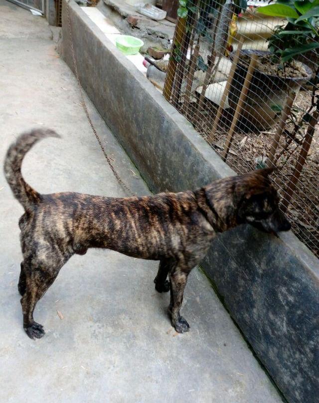 从上饶买的虎斑犬自从成了村里的狗王无论是谁家的牲口都要管