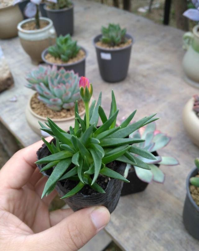 会开花的瓦松|多肉|瓦松|养护_新浪网