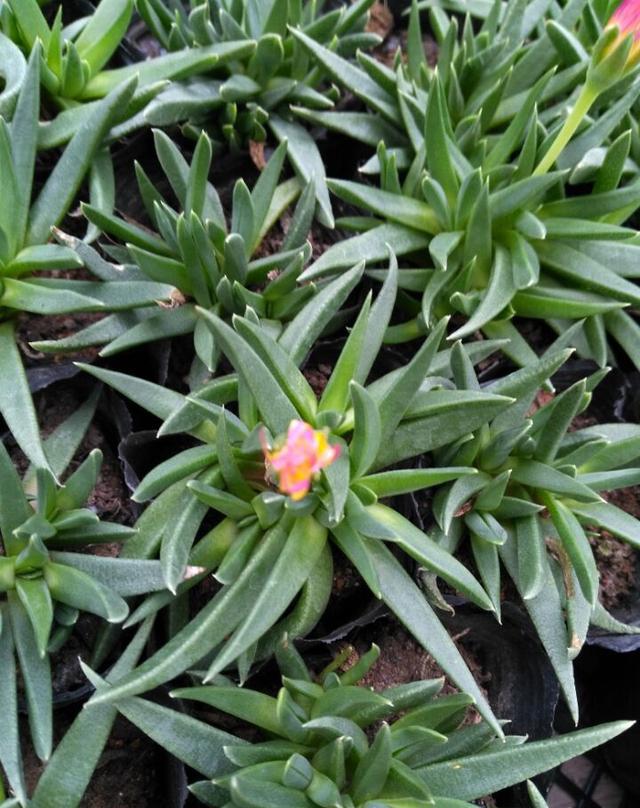 会开花的瓦松|多肉|瓦松|养护_新浪网