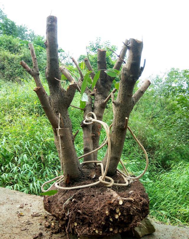 上山挖桩头做树桩盆景,推荐一种极其容易成活的植物