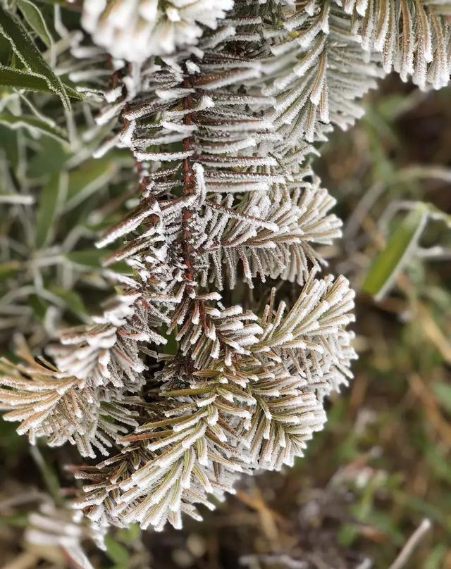 美爆了尤溪最高峰雾凇美景冰雪如画宛若仙境