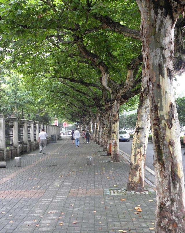 泰安,绿化要换掉法桐树