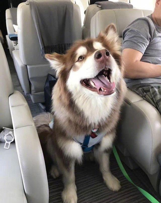 有一种狗叫王思聪的狗,我要去北京避避雨!