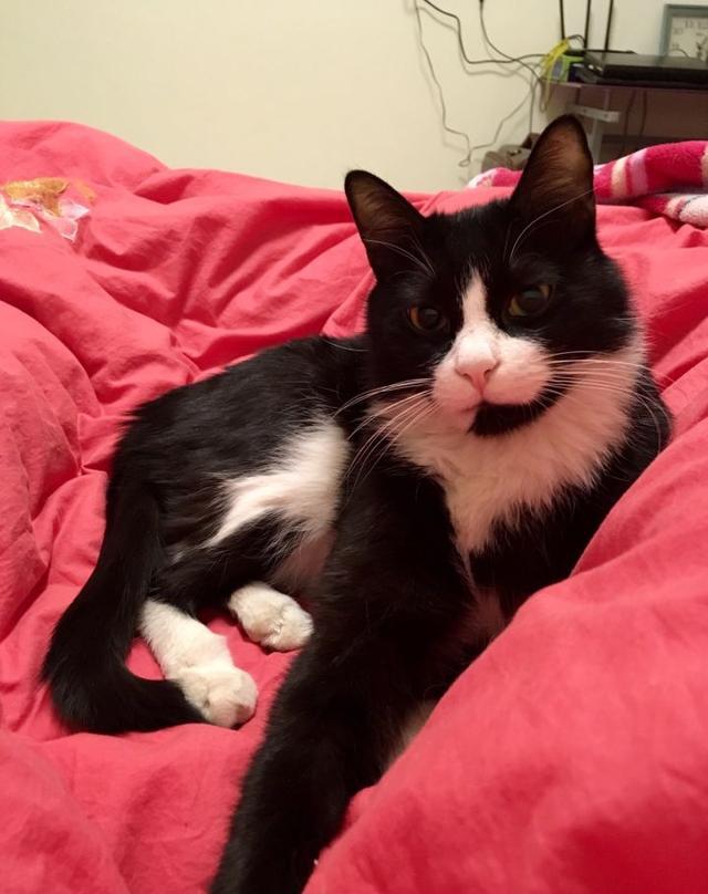 你喜欢奶牛猫吗 着一身黑白 奶牛猫们看起来都帅帅的