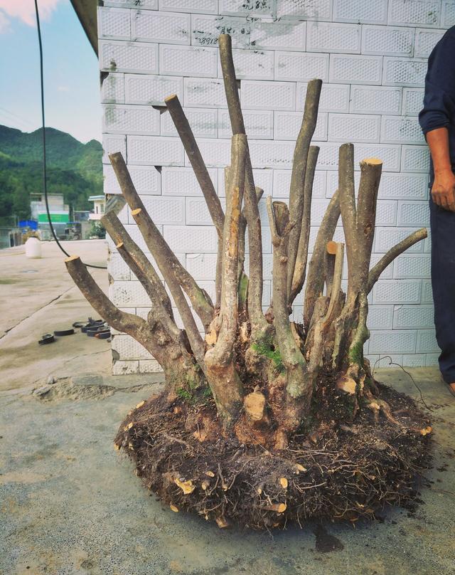 200多斤丛林盆景