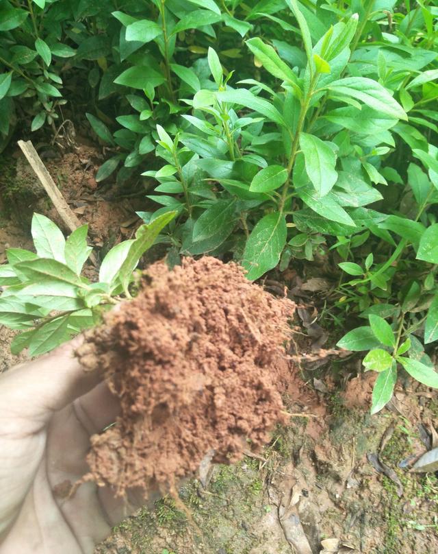 杜鹃花扦插技术实战