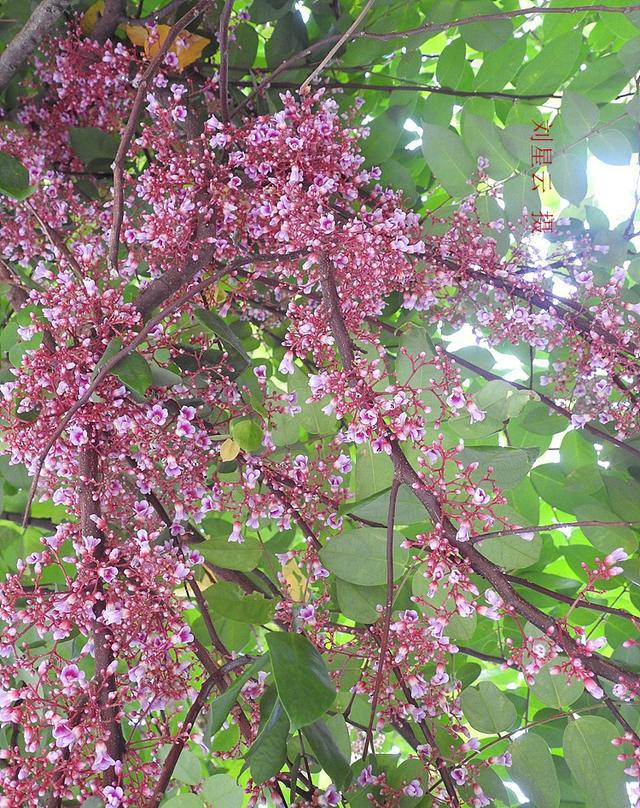 我家小区杨桃树五一节开花了三亚小区里有各种各样的果树在卧底