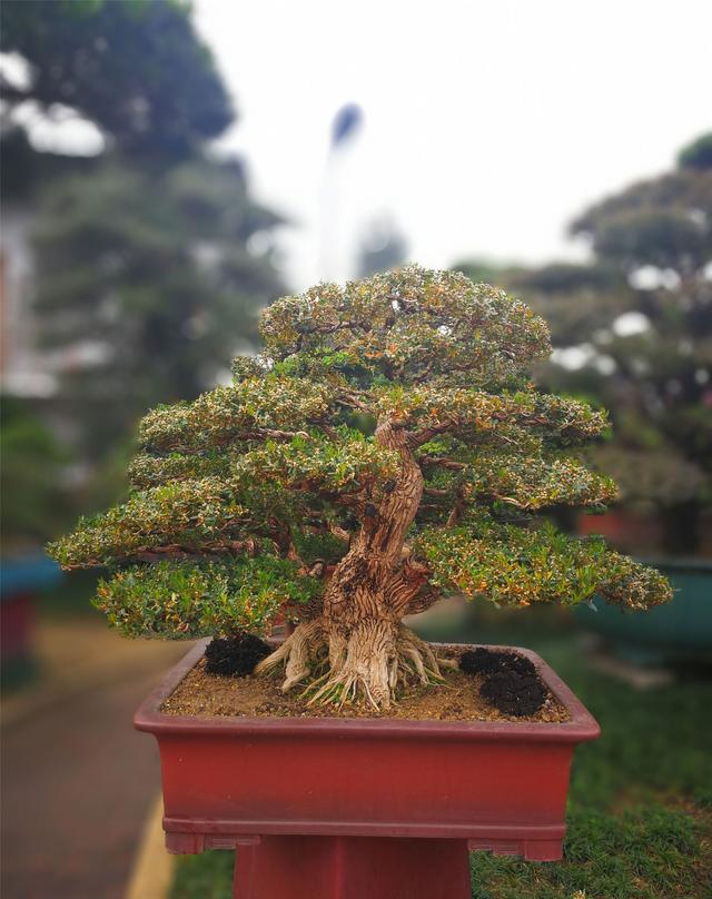 广东粤台南风盆景展上黄杨篇