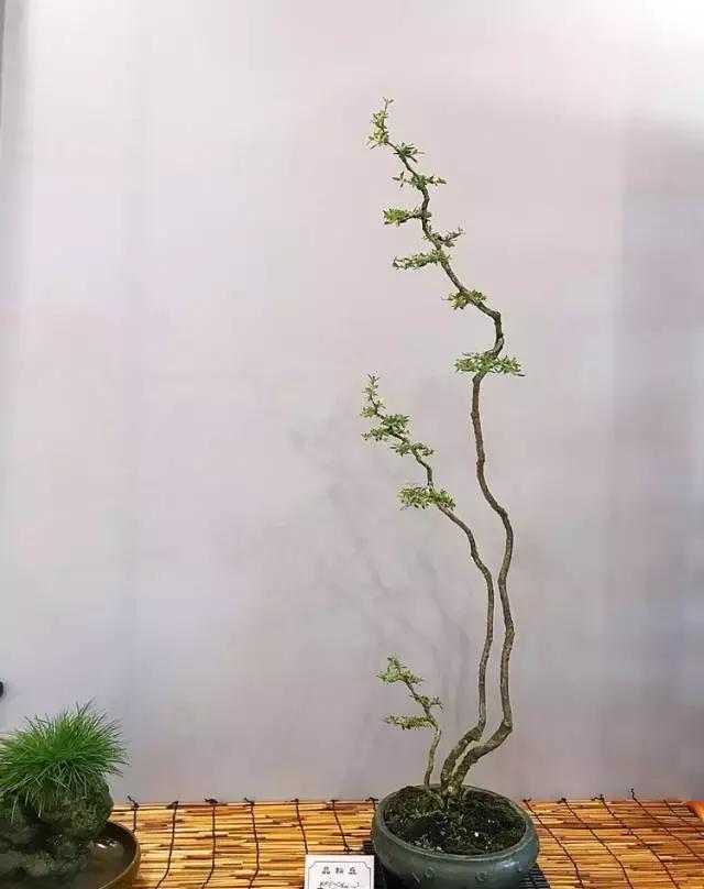 哀而不伤,似清风弄月,盆景艺术中的"奇葩"——素仁格