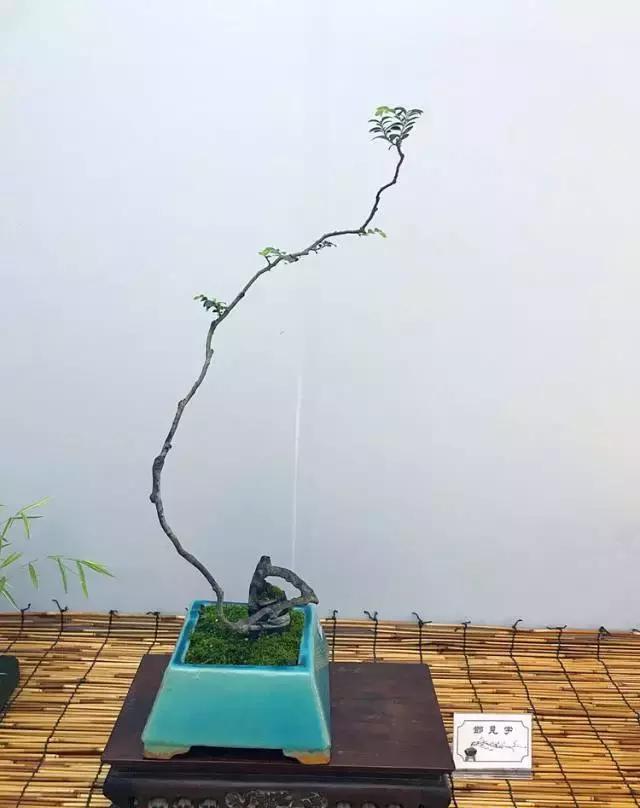 哀而不伤,似清风弄月,盆景艺术中的"奇葩"——素仁格