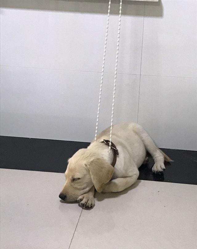 拉布拉多犬在家自己上吊了|拉布拉多|狗狗|脖子_新浪新闻