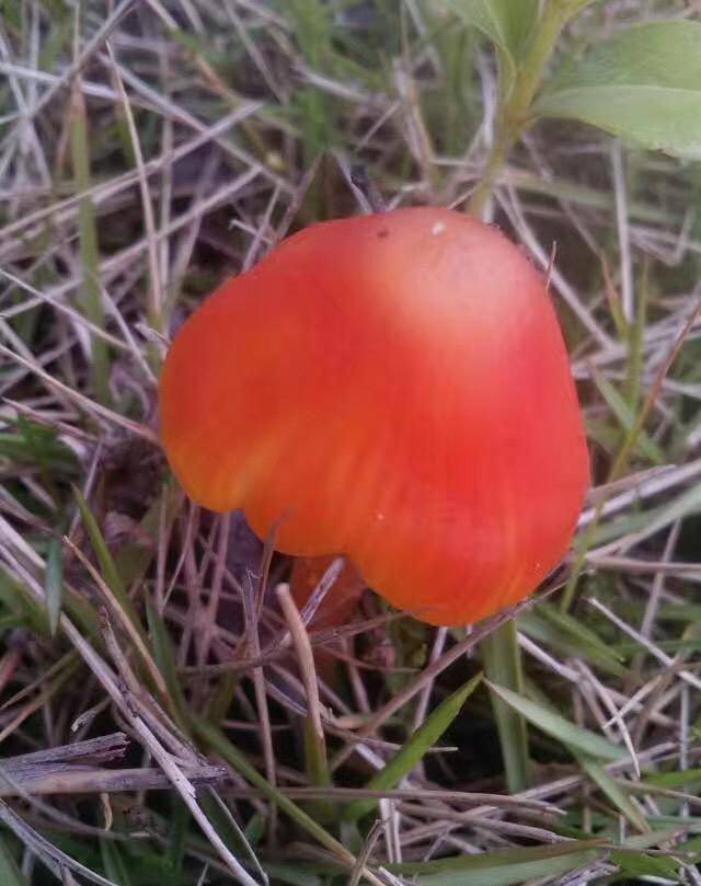 在农村的山上,居然发现了打伞的红蘑菇