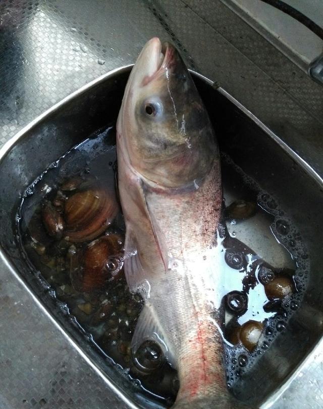 严寒中作钓居然上了一尾大头鲢子