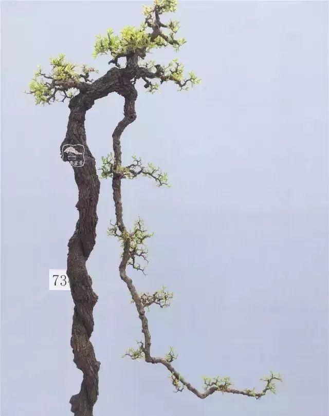 盆景|价值|积蓄_新浪新闻