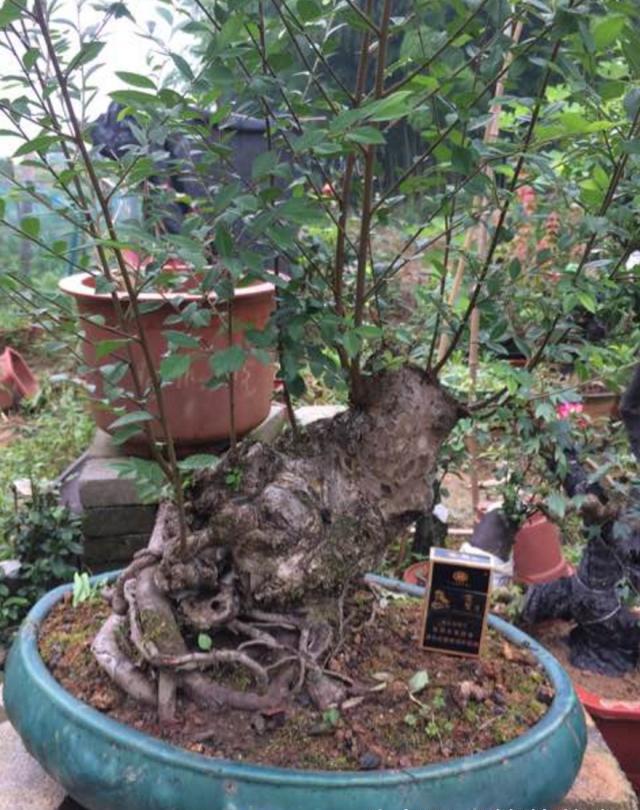 退休爷爷在山上挖回一树根,不起眼没人要,做成盆景身价倍增