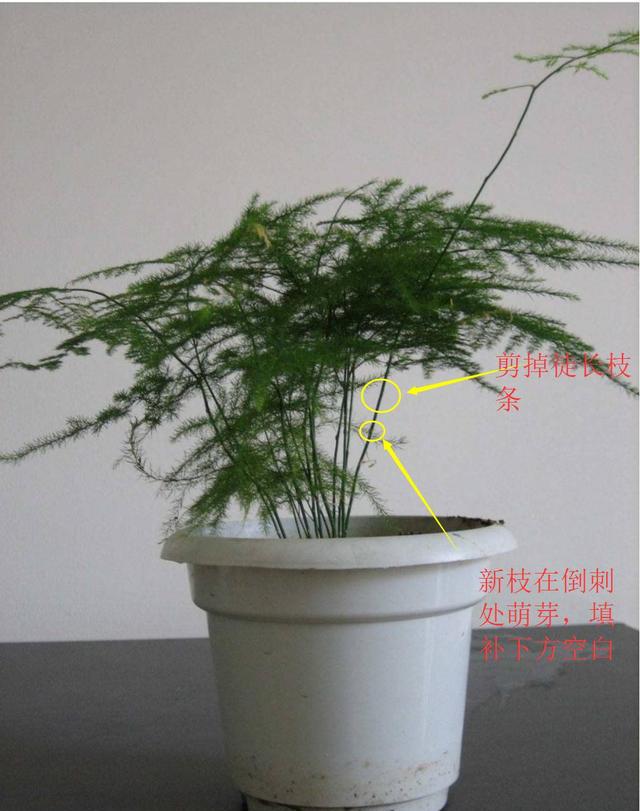 阿布教你养植物不要错过3种让文竹变美的修剪手法
