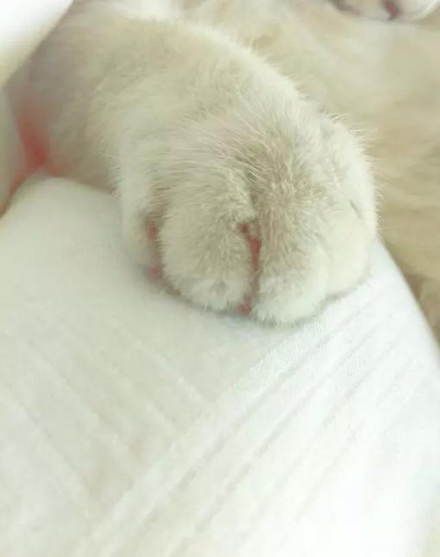喵星人的小肉爪,你怎么可以这么萌!看完之后我觉得我又恋爱了!