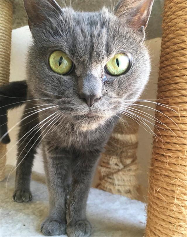 史上最凶猫咪来袭,哪个铲屎官胆子大到敢养他?