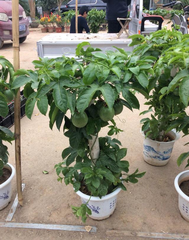 盆栽百香果,最适合家庭阳台种植的水果,叶能看果能吃四季开花