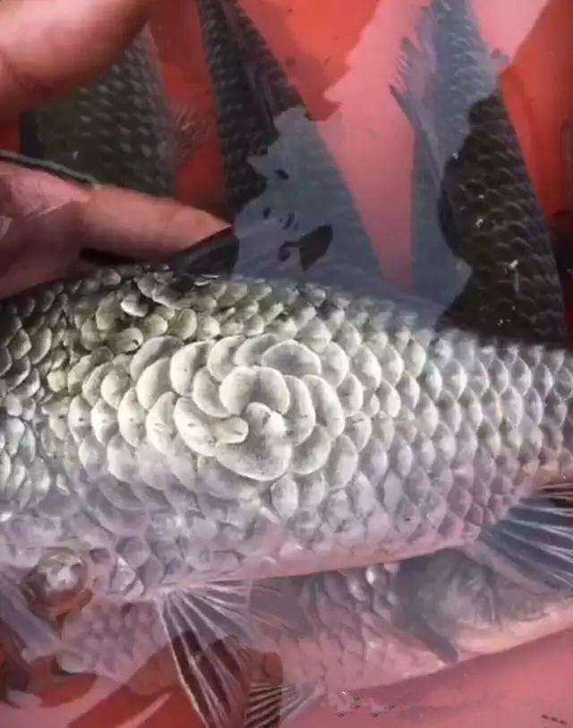 男子买到梅花鳞怪鱼打开肚子后吓得手软扔掉后悔莫及