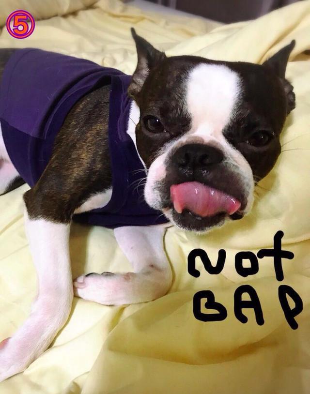 给汪星人喂胡萝卜,看它那一脸不屑的样子