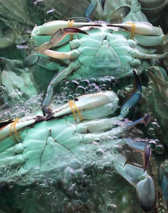 为什么你买的螃蟹都是活的到家还是吃不到肉呢