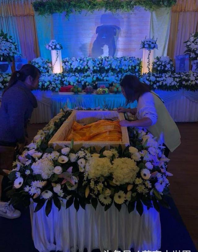 忠犬离世以亲人规格办告别式,护家9年不幸患病让主人心痛