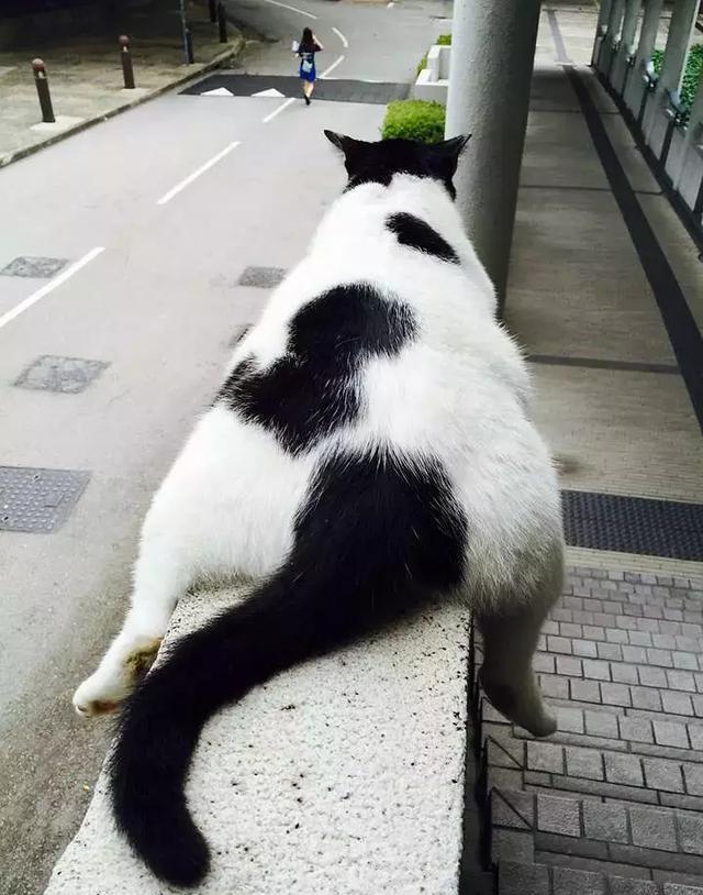 在学校看到了一只猫太搞笑了,这奇葩的坐姿前无古人后无来者