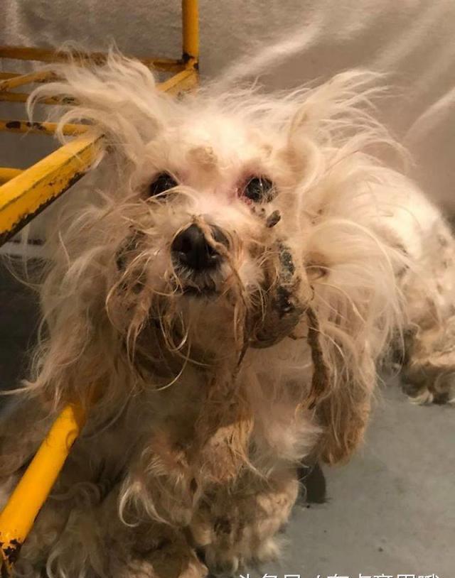 一身脏毛的流浪狗在被救助后,变得活泼好动,笑脸犹如天使一般!