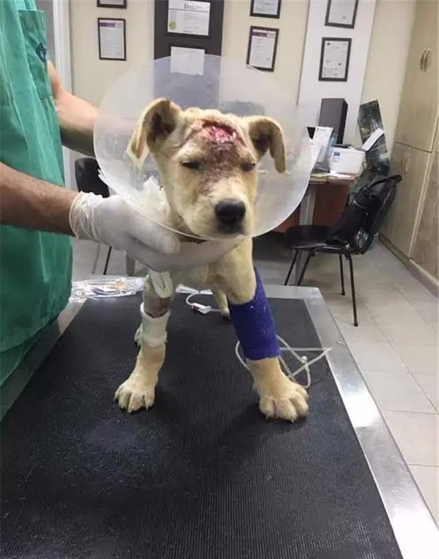 流浪狗头部中了十几枪,幸遇志愿者,奇迹的活了下来