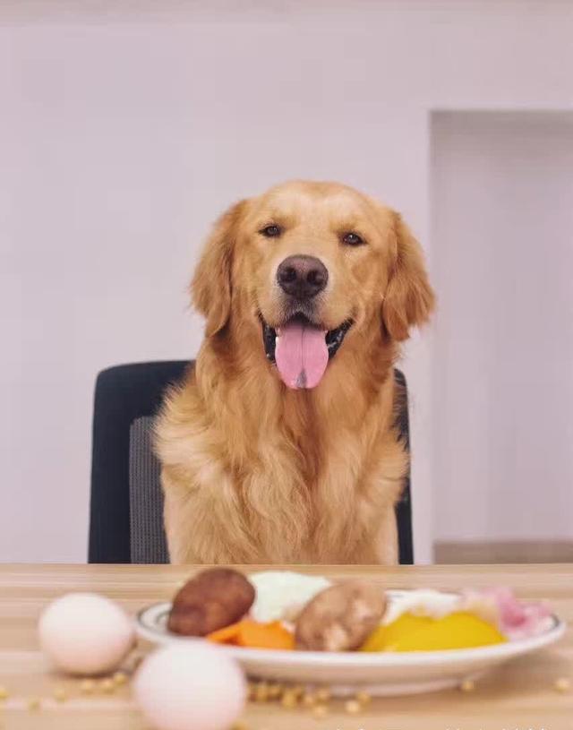 金毛怎么养,体格才大,毛色才好,看下我是怎样养金毛狗狗的