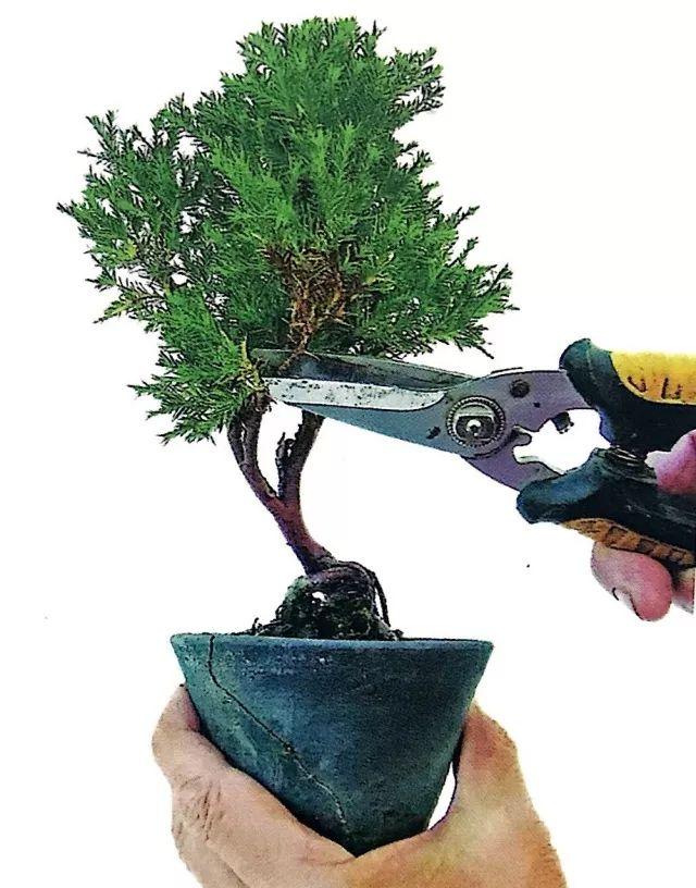 托在手心的微型盆景学会修剪3大技能是关键之关键