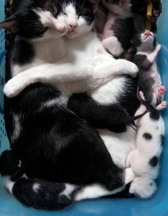 猫妈妈刚生下宝宝,猫爸爸就跑了过来,接下来的举动催人泪下!