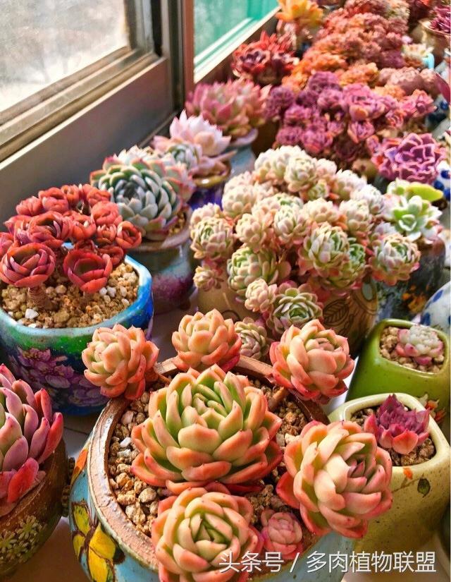 谁说阳台党养不好多肉快看这个五彩缤纷的阳台